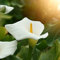 Winterharte Calla Zwiebeln Garten Blumen Balkonpflanzen Calla Lily Blumenzwiebeln MehrjäHrig Winterhart Balkon Blumen Gartendeko FüR DraußEn Exotische Pflanzen 3 Blumenzwiebel Calla Weiß