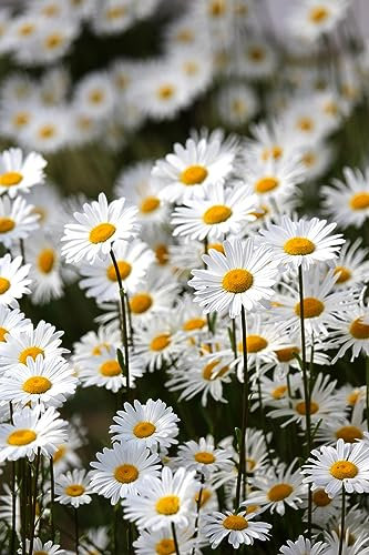 Oxeye Daisy Ox Eye Flower Seeds White British Wild Flower Pack - Leucanthemum vulgare 6000 Seed 2g