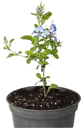 Plumbago Arbusto Natural de Rápido Crecimiento para el Exterior del Hogar
