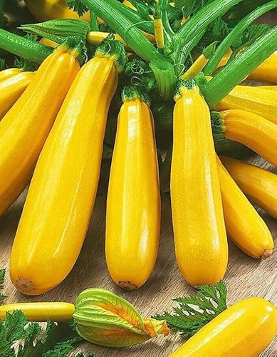 Buy4seeds 100x Seeds COURGETTE - Professional Zucchini Yellow Easy for Grow Garden