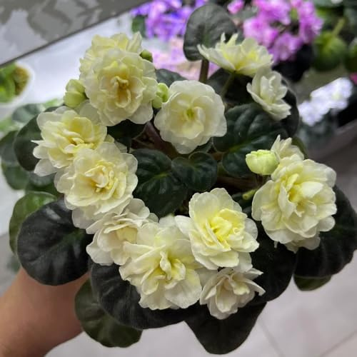 usambaraveilchen 80samen frühlingsblumen Dekoration Seltene