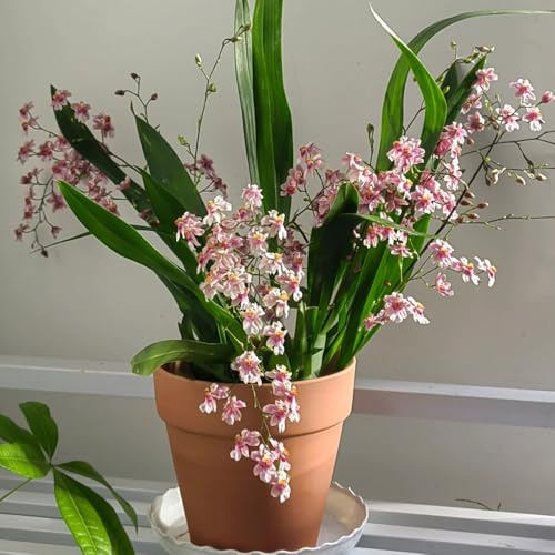 Semi di orchidea Oncidium - Oncidium hybridum - giardino di regali sostenibili decorazione floreale regali per gli amanti del giardino semi esotici 350pcs