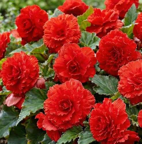 Bulbi Fiori Perenni da Esterno - 5 Begonia Rosso Fimbriata - Piante e fiori esclusivi dall'Olanda - per giardino, vasi e balcone (grandi, non semi, non artificiali)