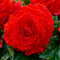 Begonia Rosso Fimbriata, 5 tuberi di begonia dall'Olanda, vere piante di begonia da cesto appeso (senza semi e non artificiali), perenni per vasi e balconi, non rustiche