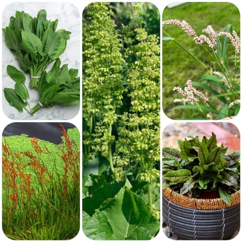 sauerampfer, kräutergarten geschenk küchenkräuter balkonpflanzen stauden winterhart mehrjährig kräutersamen geschenke für gartenfreunde gartenkräuter 650samen