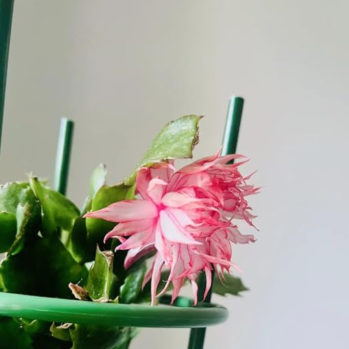 Cactus di Natale giardino balcone ornamentali zone esterno vaso 200semi