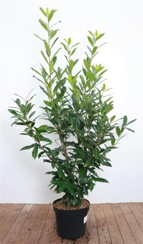 Kirschlorbeer Prunus laurocerasus Caucasica 120-140 cm winterhart | Sichtschutz, schnittvertraeglich, sonnig bis halbschattig, robuste Heckenpflanze, dichter Wuchs, ganzjaehrig gruen