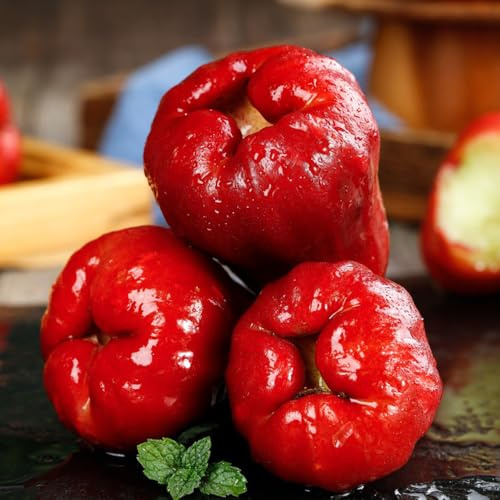 Semi di Syzygium samarangense Perenne, colonnare resistenti semi rari da frutto da balcone comprare 20pcs