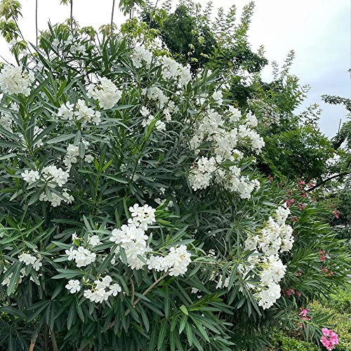 oleandro, Nerium oleander insoliti semi di come bomboniera arredamento del balcone del soggiorno decorazione di in vaso resistenti da giardino 3semi