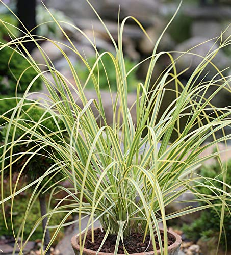 Pampasgras Golden Comet - XXXL Topf - Cortaderia selloana - lebende Gartenpflanze aus den Baumschulen