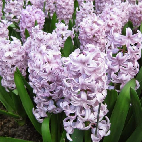 Carbeth Plants - 30 x Hyacinth Top Hit Spring Bulbs - Pale Lilac Highly Fragrant Outdoor Flowering Perennials - UK Hardy Low Maintenance Pollinator Friendly - Grow in Beds, Borders and Patio Pots