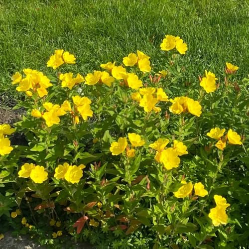 Semi di enotera, semi di varietà antiche Oenothera biennis - semi di resistenti per il giardino le da giardino roccioso sono resistenti 150pcs