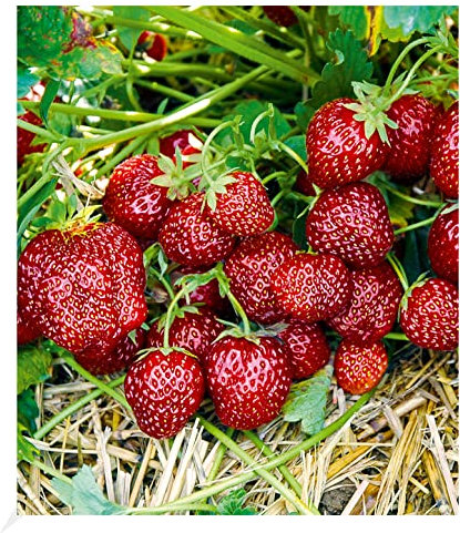 BALDUR Garten Erdbeere Hummi® Aroma-Auslese,3 Pflanzen, sehr ertragreich, winterhart, mehrjährig - frostfrei halten, Fragaria x ananassa, reiche Ernte an essbaren Früchten