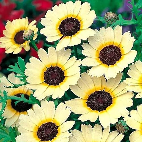 Corn Marigold - Eastern Star - 400 Seeds + Freebie + Plant tag - Chrysanthemum segetum, Yellow