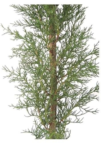 Ciprés Natural Seto de Exterior Perfecto para el Jardín