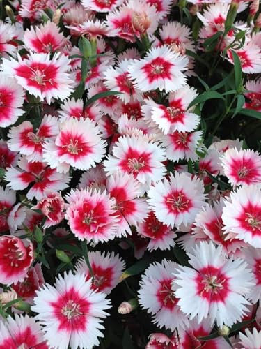 Oeillet deltoïde Arctic Fire - Dianthus deltoides 80 Graines, vivace, couvre- sol