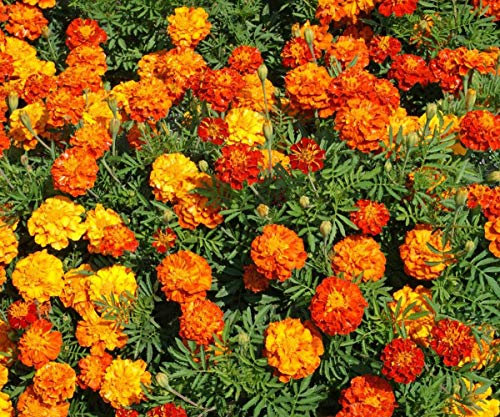 50 French Marigold Sparky Mix Seeds Yellow & Orange Tagetes Patula - 50 Seeds