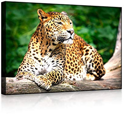 lightbox multicolor | LED Wandbild | Leopard in der Natur | 100x70 cm | Front Lighted