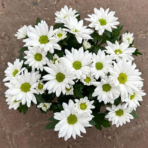 Chrysanthemen 'Swifty', weiß, Topf-Ø 10,5 cm, 6 Pflanzen