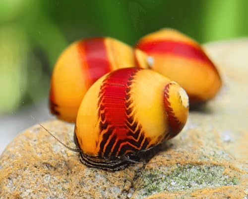 NatureHolic Red & Yellow Stripe Rennschnecke 3 Stück - Aquarium Schnecken lebend - seltene rote und gelbe Algenfresser Rarität Schnecke - Natürliche Aquarien Reinigung