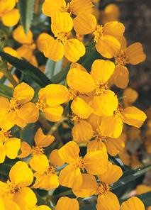 Mint Mexican Tagetes lucida 1,000 Seeds