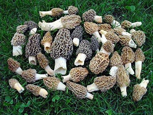 Semi di germinazione Spore di funghi spugnole Semi Spore Kit di coltivazione Rende le ragazze gourmet