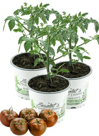 3er Set Tomatenpflanze Schokoladen Tomate, Kakao Tomaten pflanze F1 Sorte, Gemüse Tomatenpflanzen