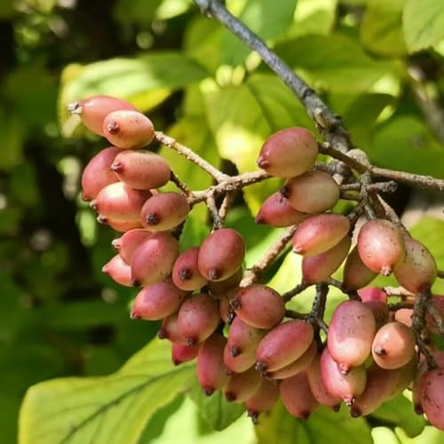 semillas de pistacho - orgánicas Variedades antiguas resistentes balcones 30pcs