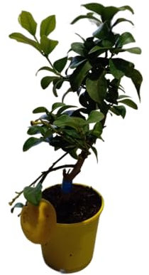 Limonero Grande en Maceta Árbol Natural de 1m de Altura con Hojas Perennes