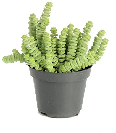 DECOALIVE Crassula Marnieriana Planta Natural de Interior y Exterior Planta Suculenta, 8435712004510