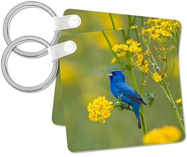 3dRose, Indigo Bunting male singing on Butterweed, Marion Co. IL, set of 6 Key Chains