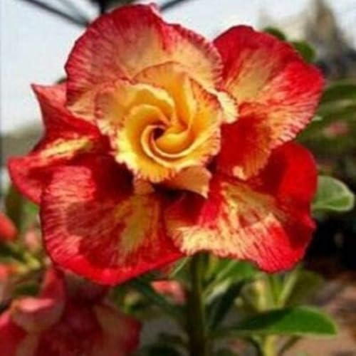 Adenium obesum bulbi,Piante perenni,Rosa del Deserto pianta vera,Tagliare,resistenti,Adenium obesum pianta,bulbi rosa del deserto(non artificiali)-1bulbi-I