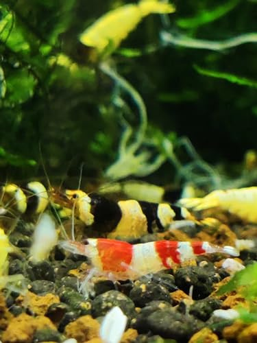 Gamberetti glück – Mix di gamberetti d'api, Red & Black Bee – Caridina logemanni (30 gamberetti d'api, 30 pezzi)