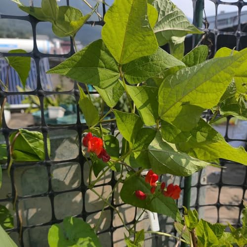 Semillas de frijol escarlata - frijol corredor, decoración de sala estar raras trepadoras jardín interior jardín resistentes 15pcs