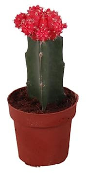 Cactus Gymnocalycium Injertado Natural una Joya Botánica para tu Hogar