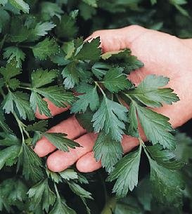 Parsley Giant of Italy Petroselinum Hortense 2,000 Seeds