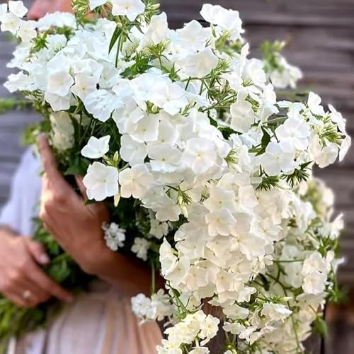 Drummond's Phlox Alba - 300 Seeds + freebie + Plant tag (Phlox drummondii grandiflora)