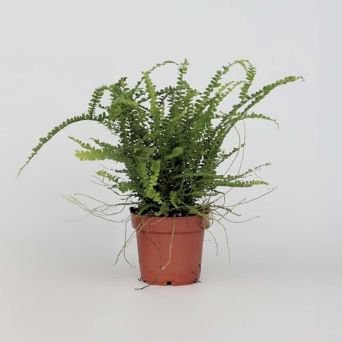 Nephrolepis Duffii - Helecho rizado - 25-40cm - Ø12cm - Planta de interior - Hojas perennes