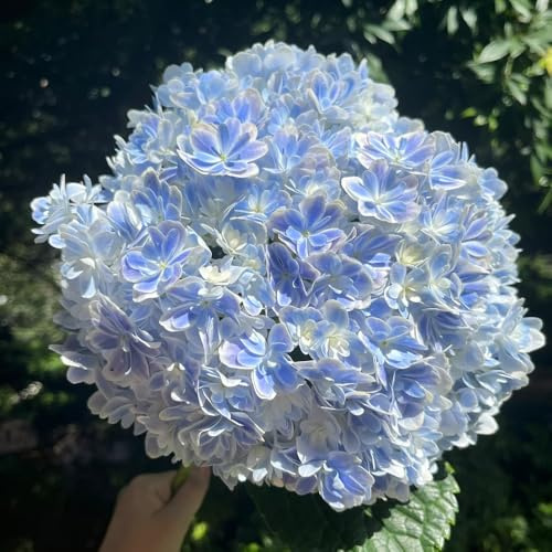 semi di ortensia resistenti, giardino perenni, selvatici, balcone 85pcs
