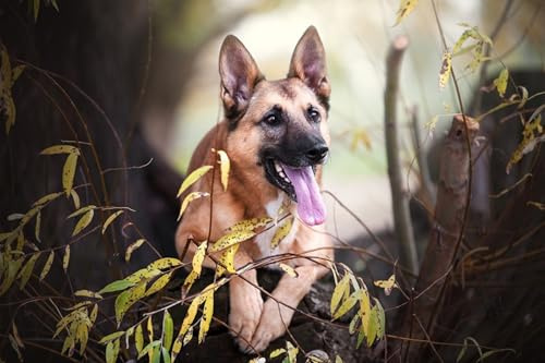 OZLHSP pussel 500 Djur Herdehund Belgisk herdehund 52x38cm