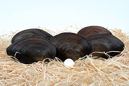 Teich Schnecken & Muscheln - Teichmuschel-Set - Wunderwaffe gegen Schwebe Algen im Teich - Natürlicher Biofilter im Gartenteich oder Aquarium - Algenkontrolle, Wasserklärung - Teichpflege, Aquaristik