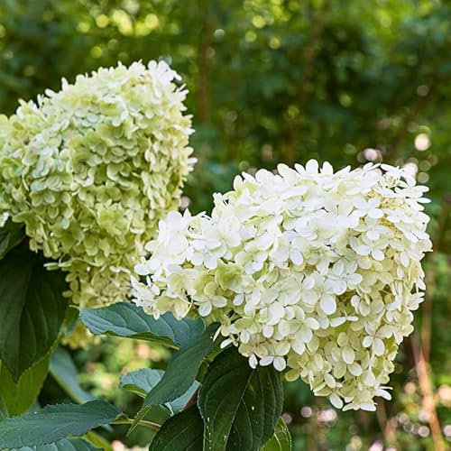 Hortensia Paniculata Limelight - Hydrangea Paniculata Limelight 60 cm Pot 3 L - Plante En Pot - Floraison Printemps - Hauteur à maturité 2 à 3 m