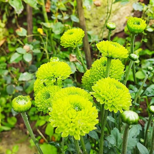 Pompon Mamma balkon blumenwiese topfblumen kletterpflanzen steingartenpflanzen balkonpflanzen ausgefallene geschenke zierblumen für sonnige plätze balkonblumen schnittblumen herbst 650samen