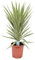 Riesen-Palmlilie Jewel 180-200 cm - Yucca elephantipes Jewel - Zimmerpflanze