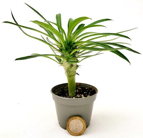 POWERS TO FLOWERS - PACHYPODIUM LAMEREI, PALMA DEL MADAGASCAR, vaso 5,5cm ideale per terrarium, pianta vera