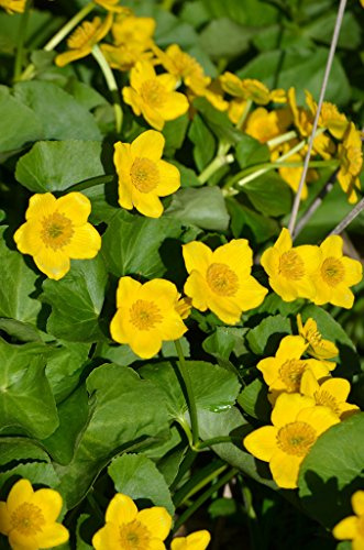 Graines De Souci Des Marais Caltha Palustris