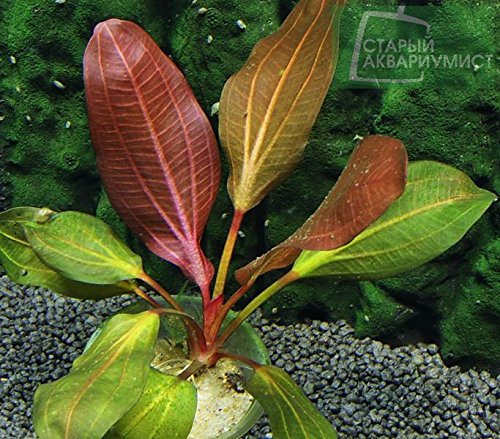Echinodorus Red Spider - Aquarium-Pflanze