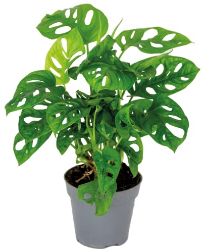 Bloomique - Monstera adansonii - Monkey Leaf - Fensterblatt - Luftreinigende Zimmerpflanzen - Monstera Pflanze - Hängepflanze echt - Kletterpflanzen Zimmer - Höhe 20-25 cm - Topf 12 cm