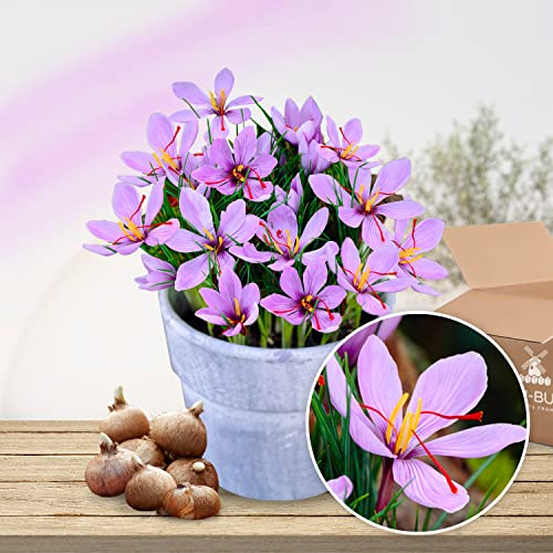 Bulbi Fiori Perenni da Esterno - 50 Bulbi Crocus Sativus Zafferano - Piante e fiori esclusivi dall'Olanda - per giardino, vasi e balcone (grandi, non semi, non artificiali)