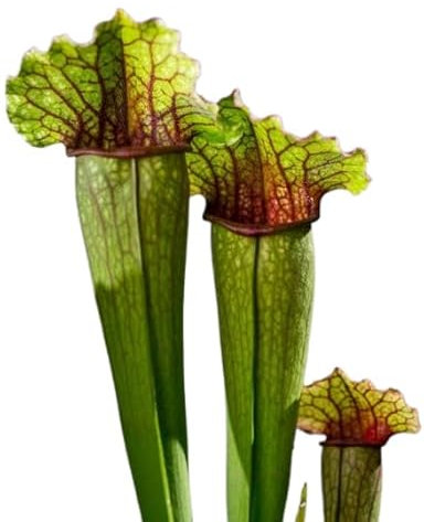 Sarracenia Natural Planta Antimosquitos Carnívora - Planta de Interior o Exterior